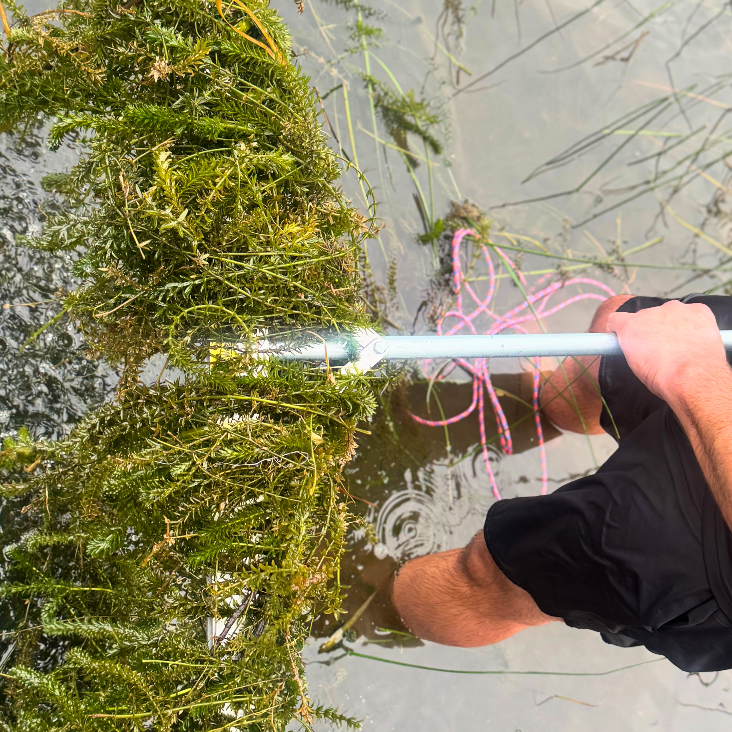 Lake Austin Hydrilla and Filamentous Green Algae: Spring 2025 Guide for Lakefront Owners